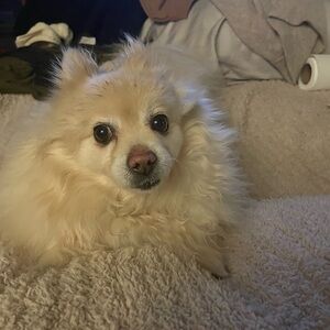 Paige Verdugo Jeggings size 26